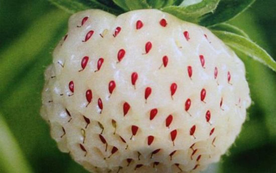 新型草莓将在澳面市：雪白果肉配红色种子