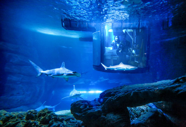 中国情侣入住Airbnb巴黎水族馆，和鲨鱼“共眠”