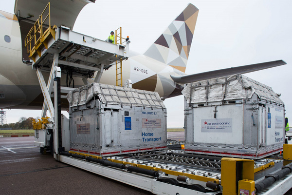 阿提哈德货运在货物运输航班上运输72匹赛马