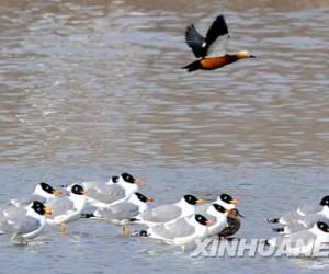 西宁：鸥鸟翔集春日高原