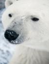 林建勋：对话北极熊_加拿大环保考察之旅
