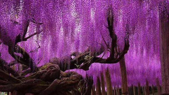 世界上最美的树，最后一棵竟然在中国！