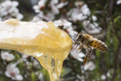 BEE+麦卢卡蜂蜜即将上线开售，你准备好了吗？