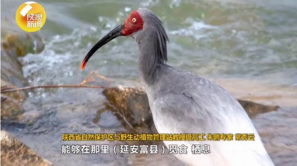 陕西延安首次发现濒危鸟类朱鹮：环境保护卓有成效！