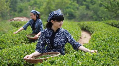 悟千年茶道，品八域龙井，一文读懂龙井茶怎么选？