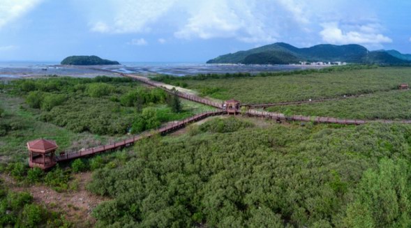 马爹利在中国启动红树林保护项目