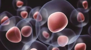 易文赛宫内膜（经血）干细胞储存，用生命摇篮孕育全家健康美丽