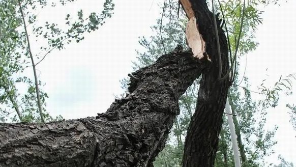 一棵树被雷连劈13次引“特殊关注”：雷雨天的10条安全防范常识要牢记