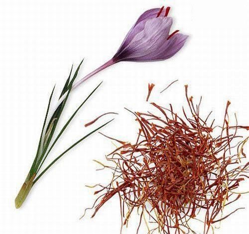 世界上最贵的调味品番红花(Crocus sativus)的雄蕊