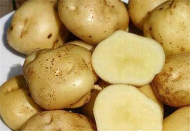 La Bonnotte土豆，世界上最贵的土豆，在法国努瓦尔穆杰岛上种植