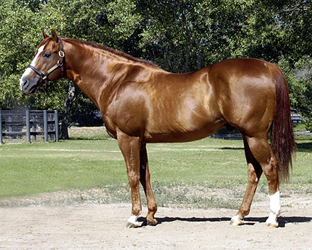 夸特马(Quarter Horse) ,美国最流行的马种