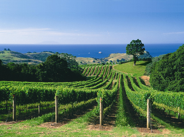 新西兰葡萄酒行业担忧葡萄酒生产过剩