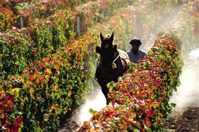 安第斯白马酒庄葡萄园，阿根廷的葡萄大多生长在高海拔且距离海洋遥远的安第斯山谷里。