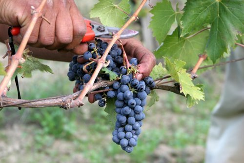Sangiovese是蒙特布恰诺贵族葡萄酒的主要品种