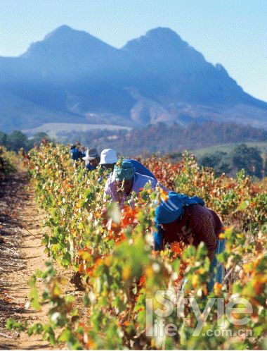 南非葡萄酒有着介于新旧世界的双重魅力