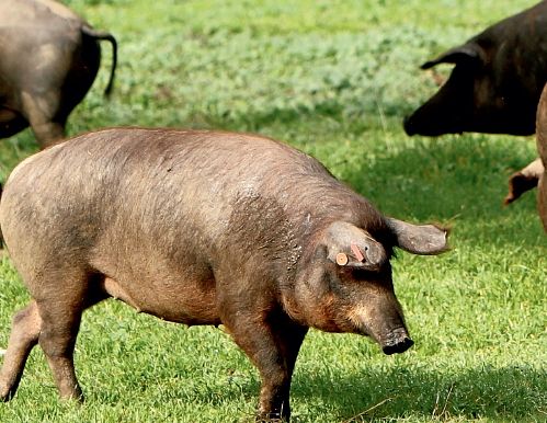 西班牙黑猪肉 世界上最好吃的猪肉