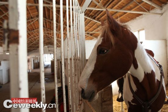 褚文的50匹马，纯血、半血等品类都有，算上饲料、医疗、场地、人工等，一个月需要15万元的投入。
