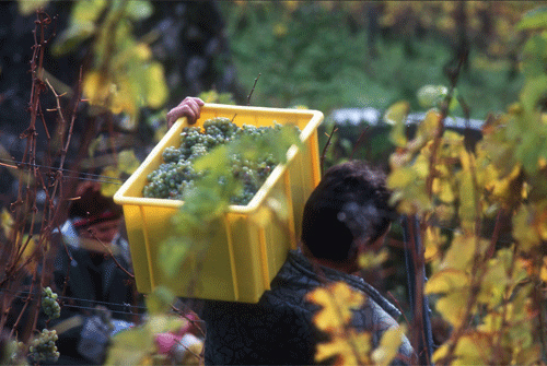 工人搬运一箱箱的葡萄穿梭在雷司令(Riesling)园区内 