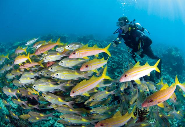 在世界最佳潜水目的地马尔代夫与蓝带鲷鱼一起畅泳，令人没齿难忘