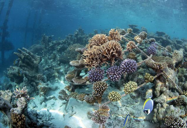 在世界最佳潜水目的地——马尔代夫的四季酒店五星级潜泳中心潜水